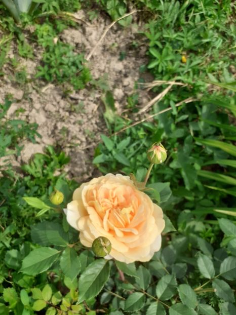  - Mai 2022 volumul 2