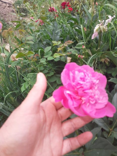  - Mai 2022 volumul 2