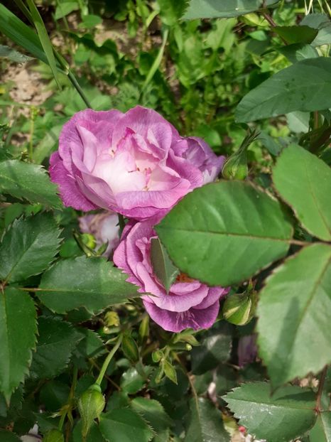  - Mai 2022 volumul 2