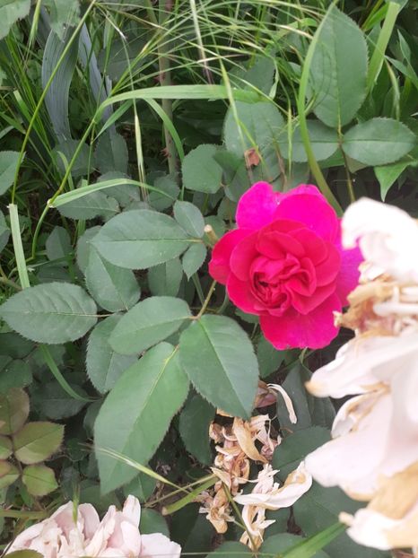  - Mai 2022 volumul 2