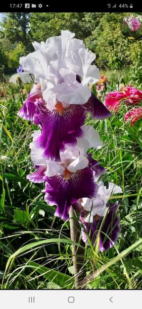 Screenshot_20220527-174715_Facebook - Mai 2022 volumul 2