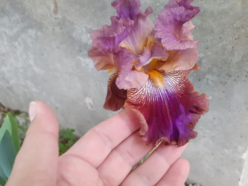  - Iris 2022