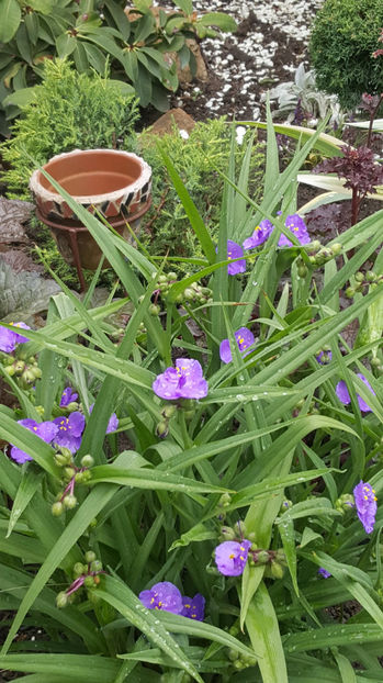 tradescantia virginiana - Gradina si terasa PrimaLuce_9-Hello 2022