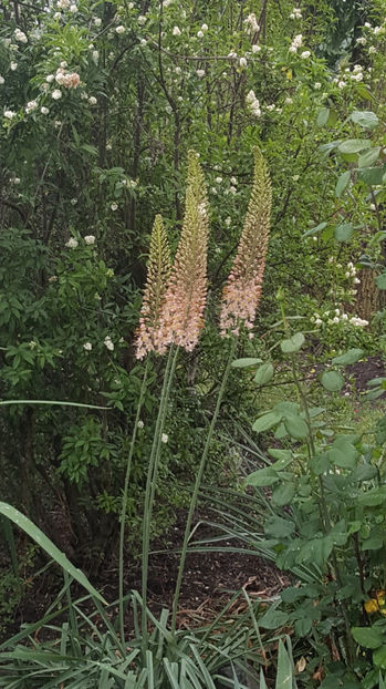 eremurus robustus - Gradina si terasa PrimaLuce_9-Hello 2022