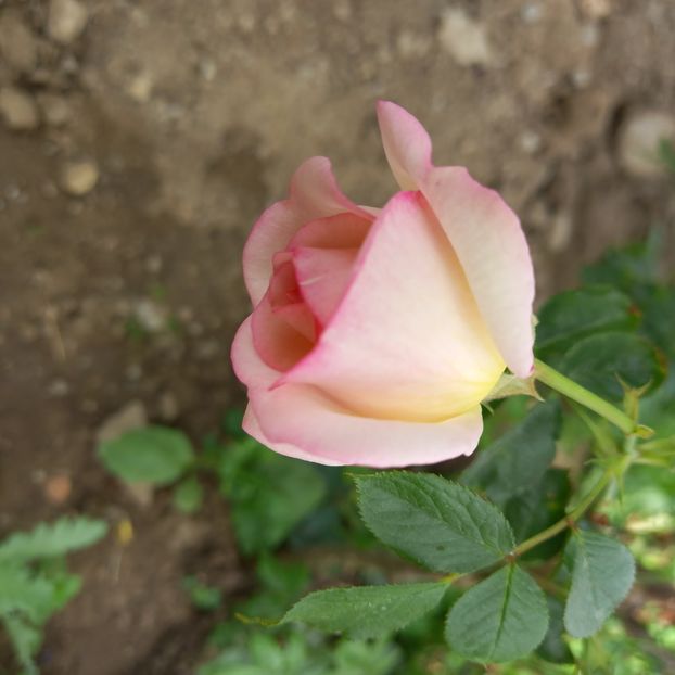  - Sub tutela soarelui