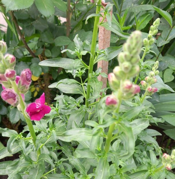  - Sub tutela soarelui