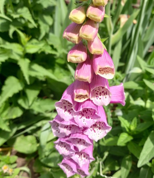  - Sub tutela soarelui