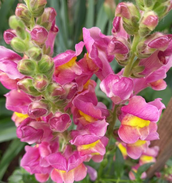  - Sub tutela soarelui