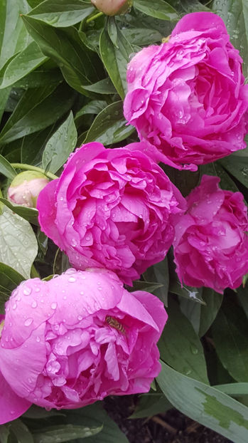 paeonia pink - Gradina si terasa PrimaLuce_9-Hello 2022