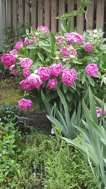 paeonia pink - Gradina si terasa PrimaLuce_9-Hello 2022