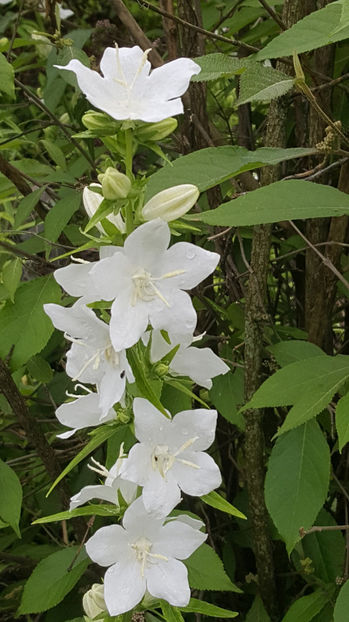 Campanula latiloba Alba - Gradina si terasa PrimaLuce_9-Hello 2022