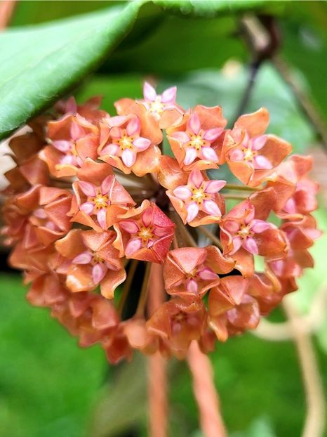 Screenshot_20220528-174431_Gallery - Hoya Ilagiorum red