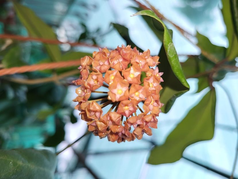  - Hoya Ilagiorum red