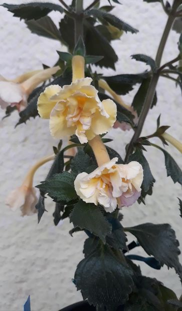  - 0001 2022 - Yellow English Rose