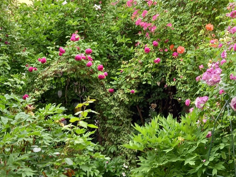  - Grădina 2022 continuare 1