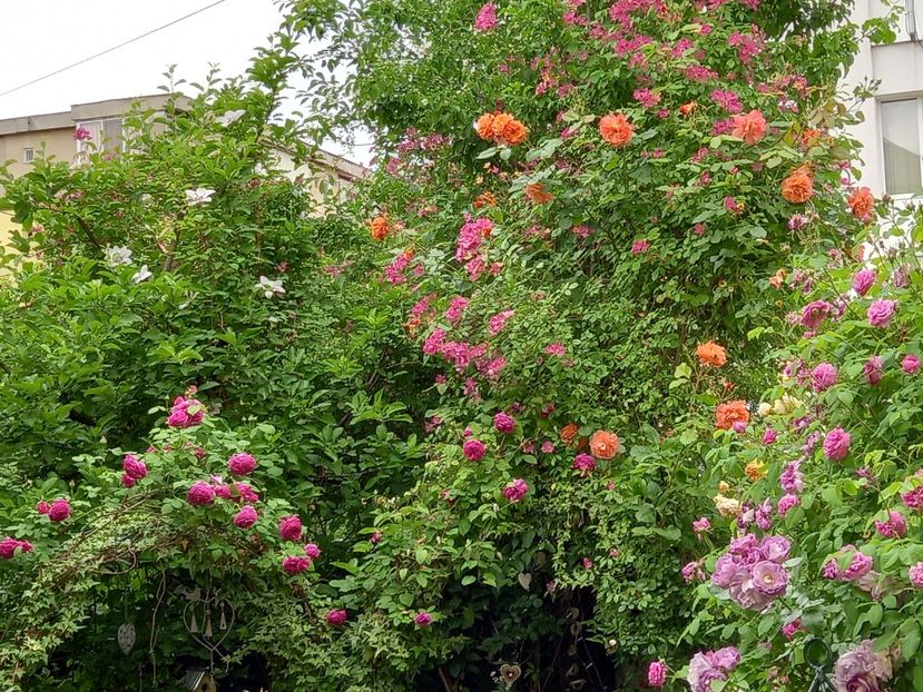  - Grădina 2022 continuare 1