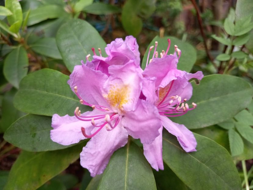 Rhododendron "Grandiflorum" - Grădina 2022 continuare 1