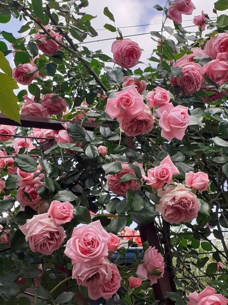  - 00 TRANDAFIRI 2022