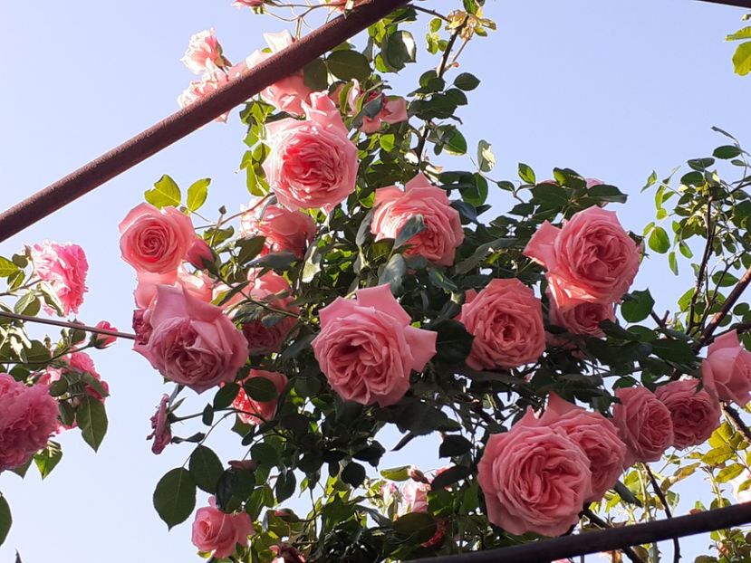  - 00 TRANDAFIRI 2022