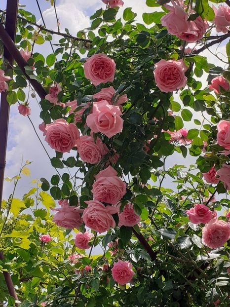  - 00 TRANDAFIRI 2022