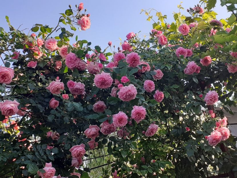  - 00 TRANDAFIRI 2022