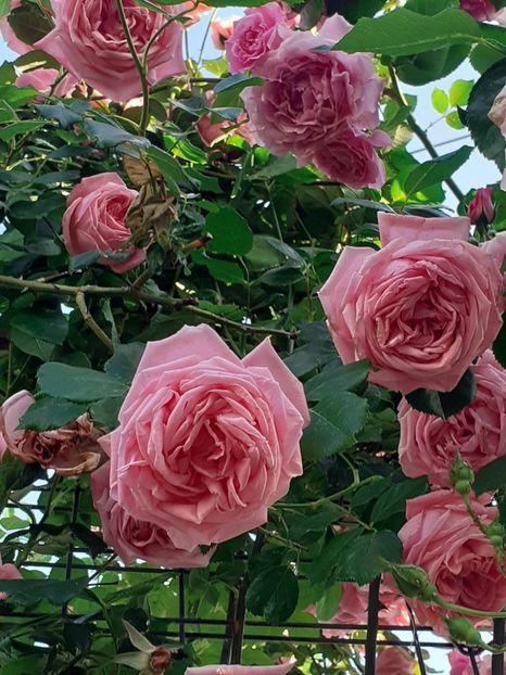  - 00 TRANDAFIRI 2022