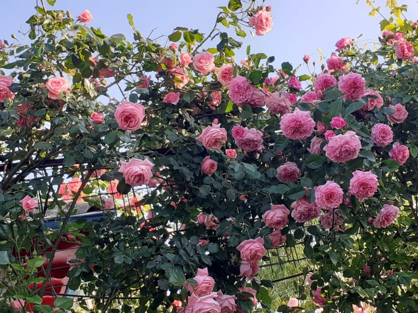  - 00 TRANDAFIRI 2022