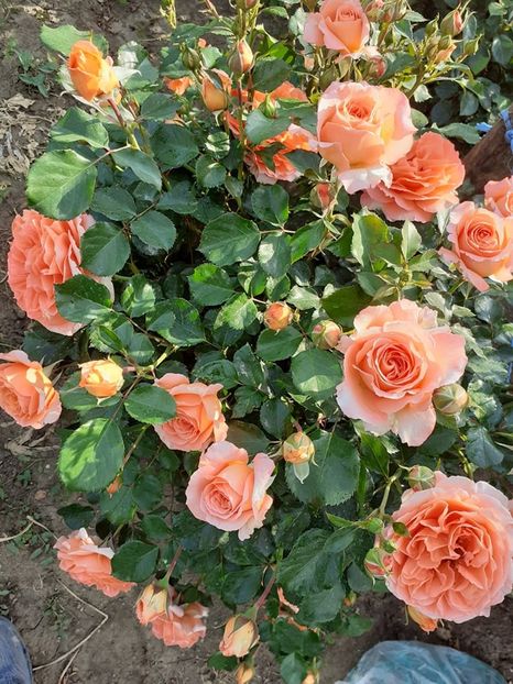  - Orange Meilove floribunda Meilland -2019-2020