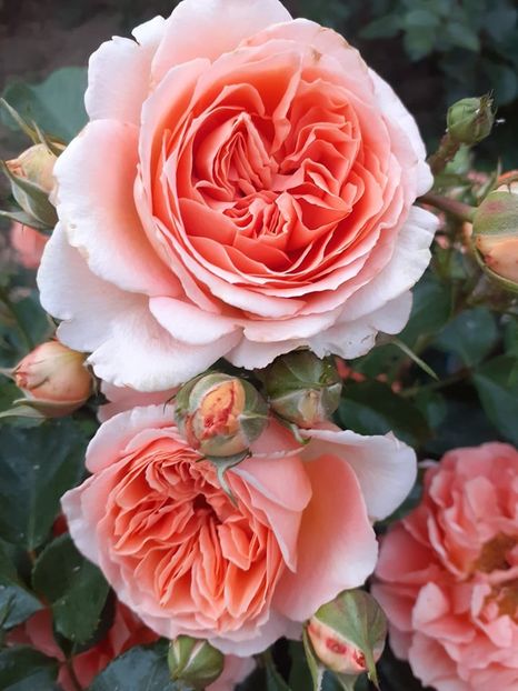  - Orange Meilove floribunda Meilland -2019-2020