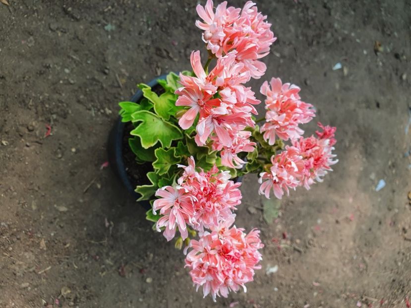 Rushmoor Golden Ruffles - A-Muscate 2022