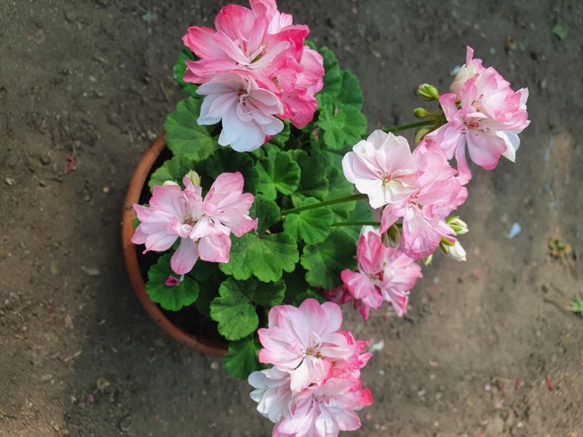 Friob Woods - A-Muscate 2022