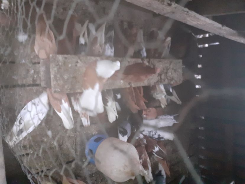  - 5-Jucatori de Amara