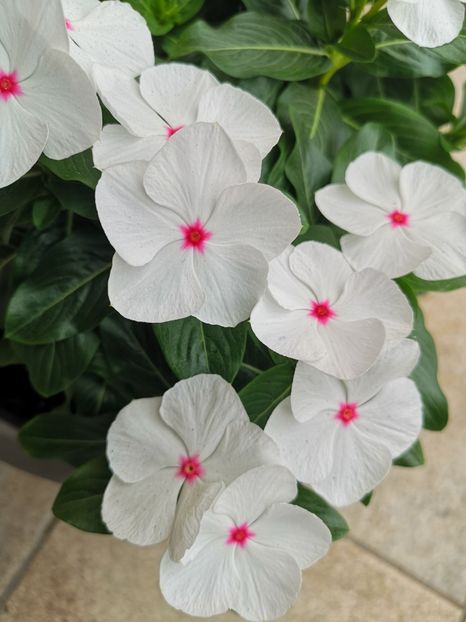 Vinca alba - 0 0 2022