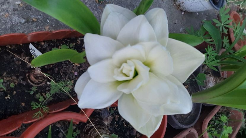  - diverse flori 2022