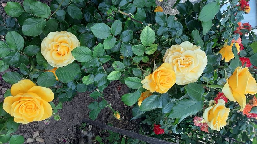  - diverse flori 2022