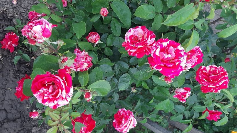  - diverse flori 2022