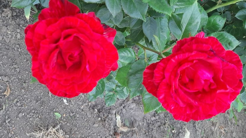  - diverse flori 2022