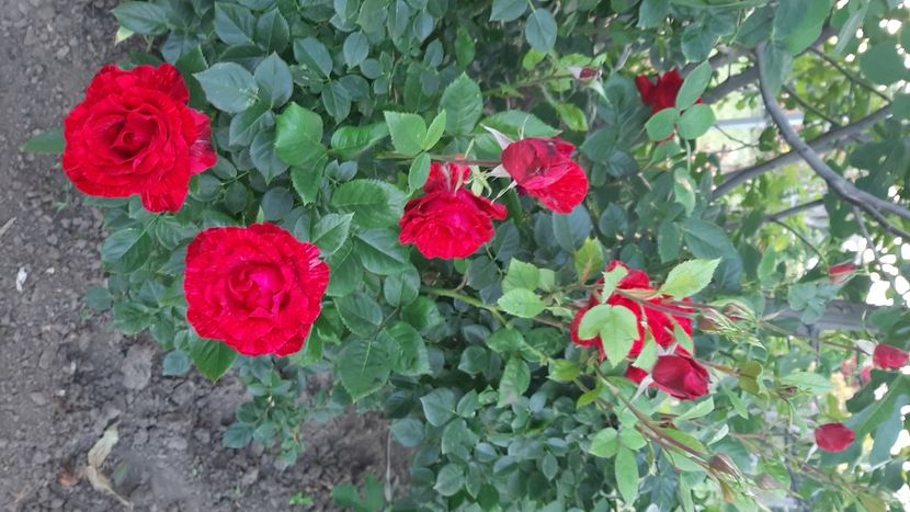  - diverse flori 2022