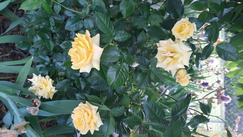  - diverse flori 2022