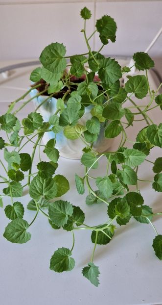 alba - Campanula alba si bleu