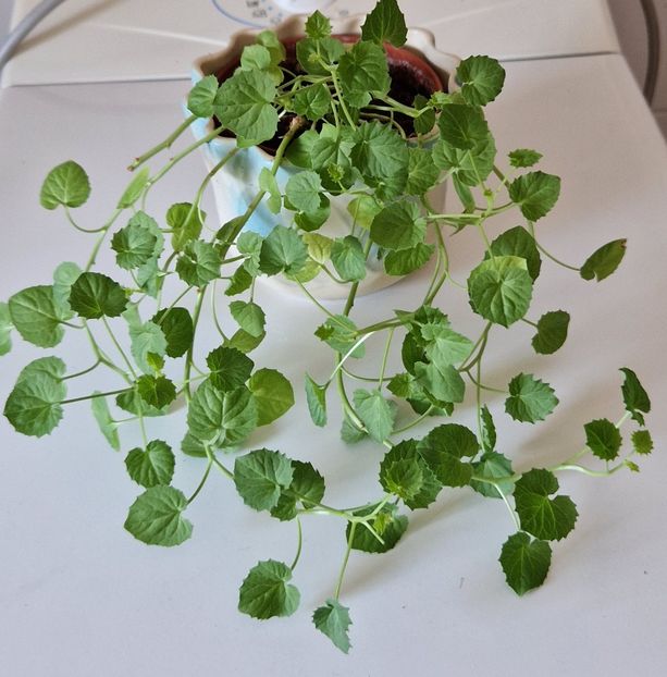  - Campanula alba si bleu