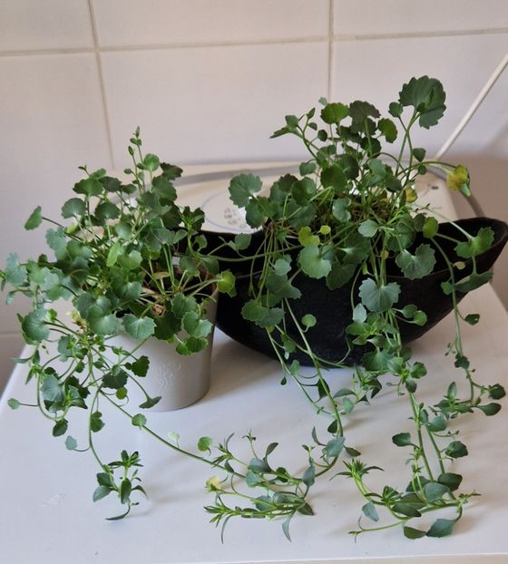 bleu - Campanula alba si bleu