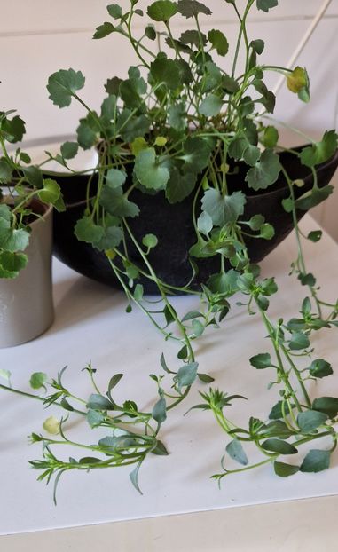 cu boboci - Campanula alba si bleu