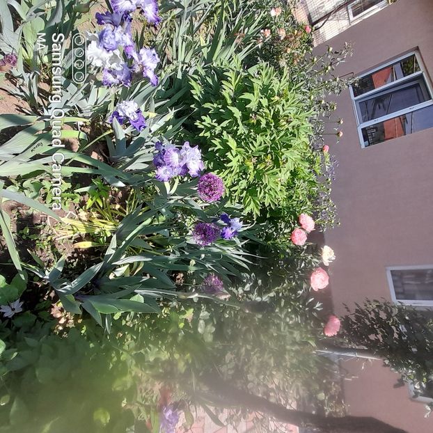  - GRADINA 2022