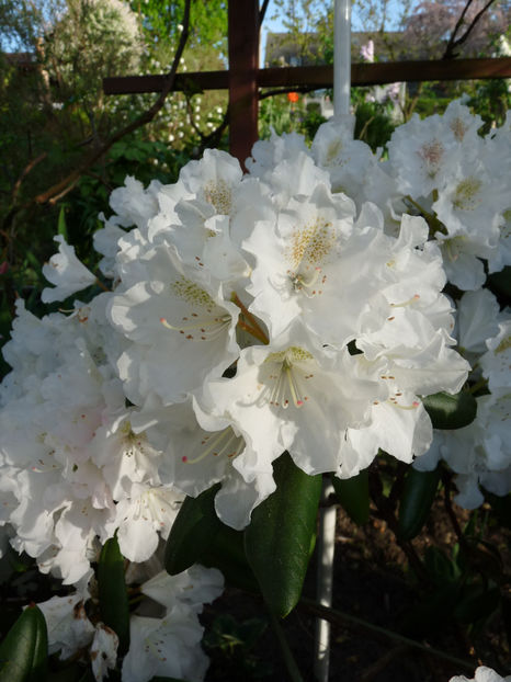  - Azalee si Rhododendroni