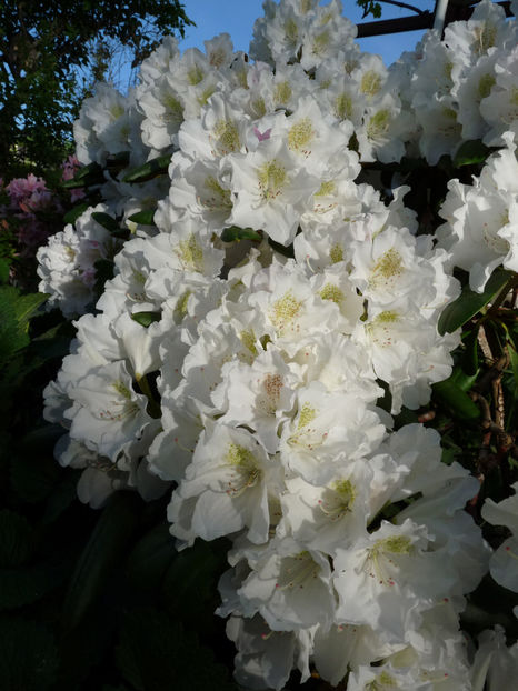  - Azalee si Rhododendroni