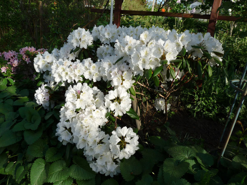  - Azalee si Rhododendroni