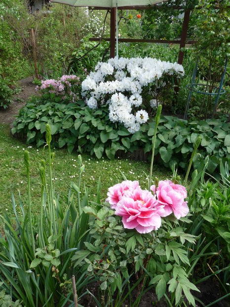  - Azalee si Rhododendroni