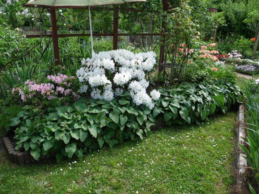  - Azalee si Rhododendroni