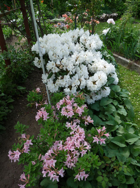  - Azalee si Rhododendroni